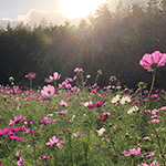 gbvC[W | Naoya Tate's website